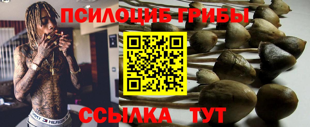 Псилоцибиновые грибы Psilocybe Старая Купавна